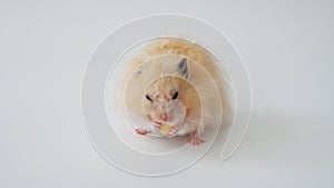 Funny golden brown hamster eats a piece of dry bread on white background. Popular small pet, rodent, mouse, mammal