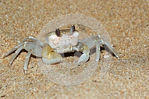 Funny golden ghost crab, Ocypode convexa