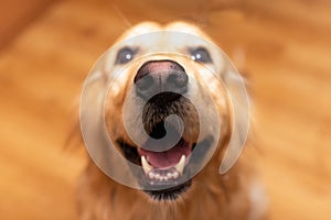 Funny Golden retriever dog mouth open sitting on the floor at home and looking at the camera.Labrador portrait.Closeup