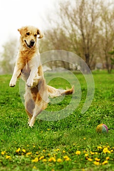 Funny Golden Retriever dog playing and jumping in the summer