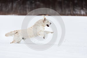 Funny golden retriever dog running fast in the field in winter