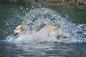 Funny golden retriever dog runs free jumping and diving into the water and making many sketches