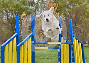 Funny Golden Retriever jumping in agility
