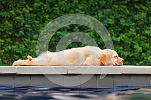 Funny golden retriever labrador puppy lying stretched at poolside