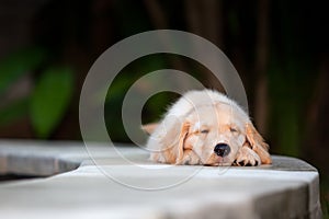 Funny golden retriever labrador puppy lying stretched at poolside