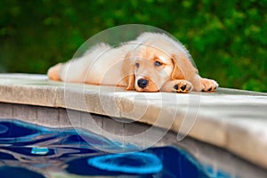 Funny golden retriever labrador puppy lying stretched at poolside