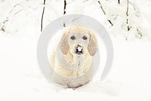 Funny golden retriever puppy with snow on its nose