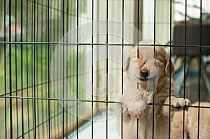 Funny golden retriever puppy trying to escape