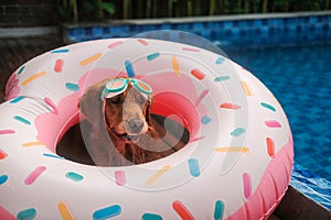 Funny golden retriever sits in a donut shaped lifebuoy wearing swimming goggles