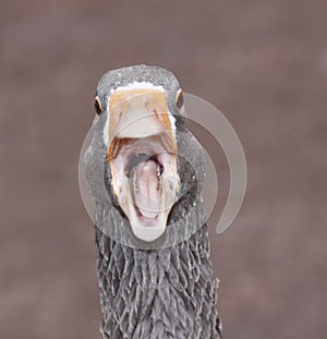 Funny Goose photo