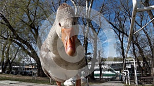 Funny goose