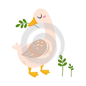 Funny Goose Character with Green Twig in Bill Vector Illustration