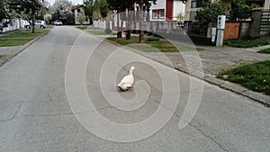 Funny goose crossing on a country road. Goose - a layer runs across the road. The bird is white. Free range domestic geese
