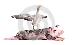 Funny goose with spread wings standing on the back of a pig