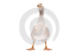 Funny goose on a white background