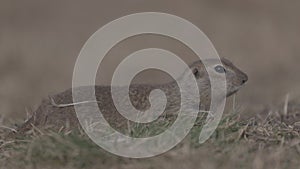 Funny gopher eating fresh grass, little ground squirrel or little suslik, Spermophilus pygmaeus in the family Sciuridae