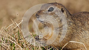 Funny gopher eating fresh grass, little ground squirrel or little suslik, Spermophilus pygmaeus is a species of rodent
