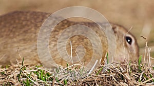 Funny gopher eating fresh grass, little ground squirrel or little suslik, Spermophilus pygmaeus is a species of rodent