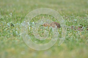 Funny gopher hiding in the grass