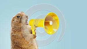Funny gopher is holding a loudspeaker and screaming on a blue background. Creative idea, management and business. The concept of