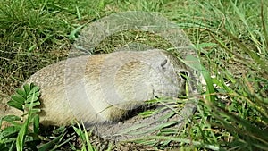 Funny gopher looks out of the hole. Eats left-behind treats on the grass. Runs away back into the ground