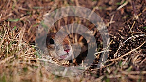 Funny gopher looks out of the hole, little ground squirrel or little suslik, Spermophilus pygmaeus is a species of