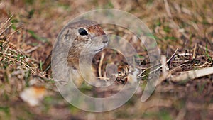 Funny gopher looks out of the hole, little ground squirrel or little suslik, Spermophilus pygmaeus is a species of