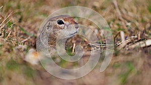 Funny gopher looks out of the hole, little ground squirrel or little suslik, Spermophilus pygmaeus is a species of