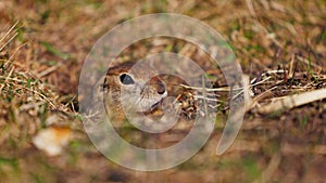 Funny gopher looks out of the hole, little ground squirrel or little suslik, Spermophilus pygmaeus is a species of