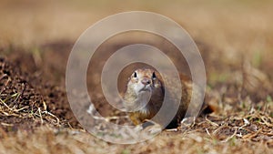 Funny gopher looks out of the hole, little ground squirrel or little suslik, Spermophilus pygmaeus is a species of