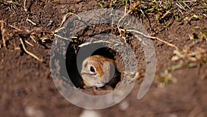 Funny gopher looks out of the hole, little ground squirrel or little suslik, Spermophilus pygmaeus is a species of