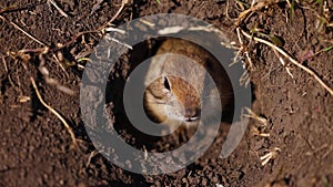 Funny gopher looks out of the hole, little ground squirrel or little suslik, Spermophilus pygmaeus is a species of