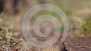 Funny gopher looks out of the hole, little ground squirrel or little suslik, Spermophilus pygmaeus is a species of