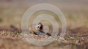 Funny gopher looks out of the hole, little ground squirrel or little suslik, Spermophilus pygmaeus is a species of