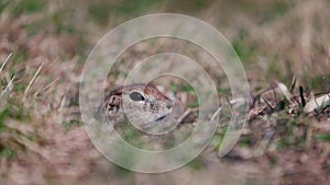 Funny gopher looks out of the hole, little ground squirrel or little suslik, Spermophilus pygmaeus is a species of