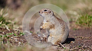 Funny gopher looks out of the hole, little ground squirrel or little suslik, Spermophilus pygmaeus is a species of