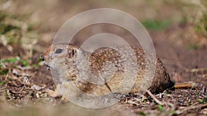 Funny gopher looks out of the hole, little ground squirrel or little suslik, Spermophilus pygmaeus is a species of