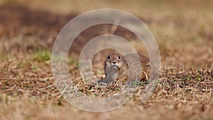 Funny gopher looks out of the hole, little ground squirrel or little suslik, Spermophilus pygmaeus is a species of