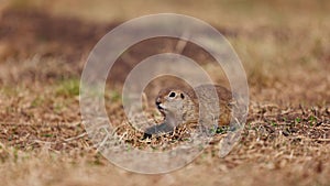 Funny gopher looks out of the hole, little ground squirrel or little suslik, Spermophilus pygmaeus is a species of