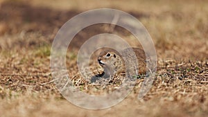 Funny gopher looks out of the hole, little ground squirrel or little suslik, Spermophilus pygmaeus is a species of