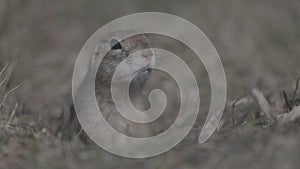 Funny gopher looks out of the hole in wildlife. little ground squirrel or little suslik, Spermophilus pygmaeus is a