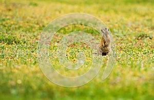 Funny gopher in two feet in green field in summer