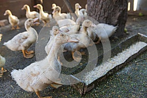 Funny goslings on the farm