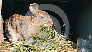 Funny gray big rabbit eating green grass in a cage