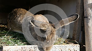 Funny gray big rabbit eating green grass in a cage