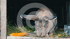 Funny gray big rabbit looks around in an open cage near big carrot. Easter concept