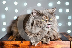 Funny gray British cat pulls out his tongue, showing fangs, teeth with huge eyes on a light background with bokeh