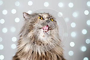 Funny gray British cat pulls out his tongue, showing fangs, teeth with huge eyes on a light background with bokeh