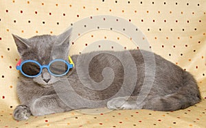 Funny gray British cat with sunglasses