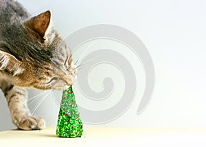 Funny gray cat bites edible green christmas tree. New year and Marry Christmas card. Space for text. Selective focus.